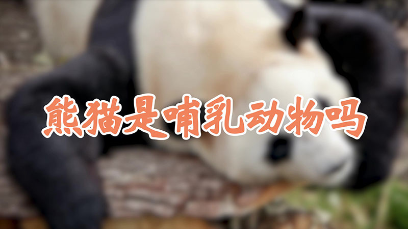 熊猫是哺乳动物吗