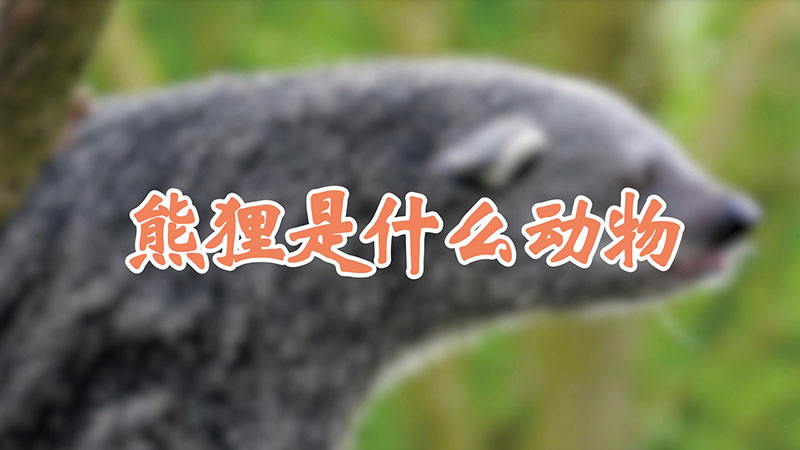 熊狸是什么动物