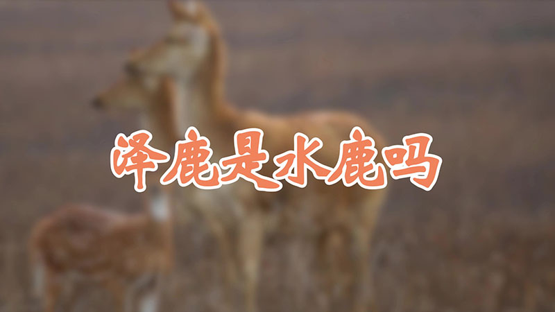 泽鹿是水鹿吗