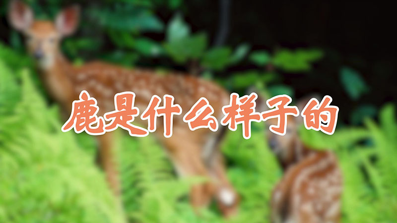 鹿是什么样子的
