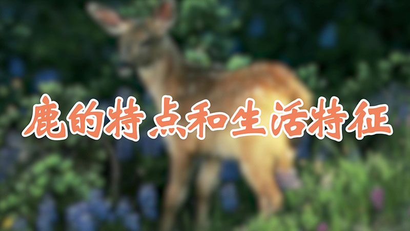 鹿的特点和生活特征