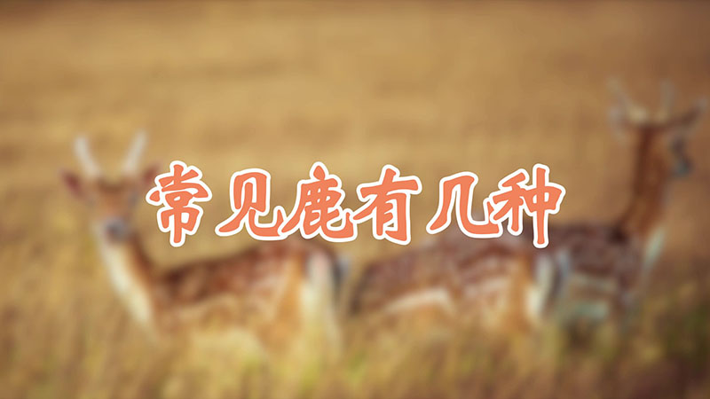常见鹿有几种