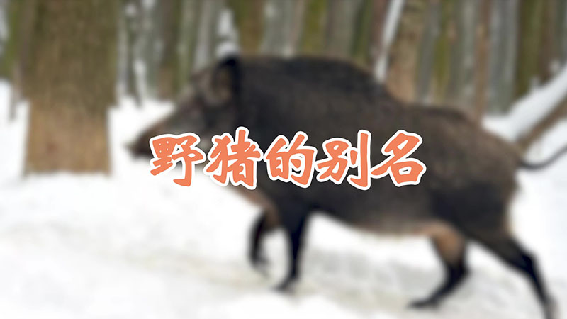 野猪的别名
