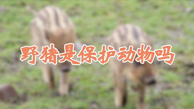 野猪是保护动物吗