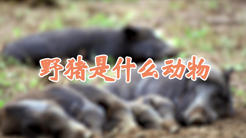 野猪是什么动物
