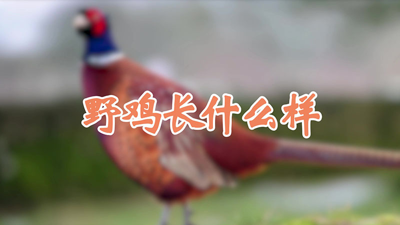 野鸡长什么样