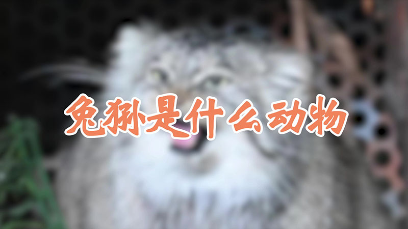 兔狲是什么动物