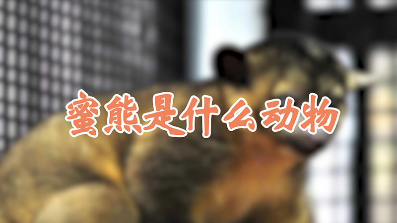 蜜熊是什么动物