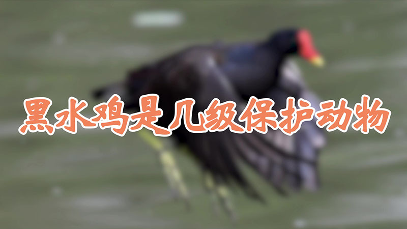 黑水鸡是几级保护动物