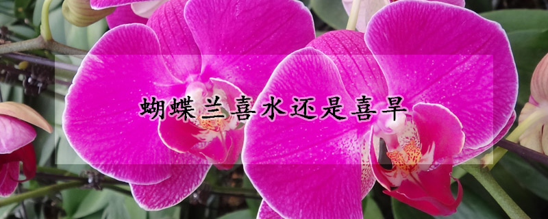 蝴蝶兰喜水还是喜旱