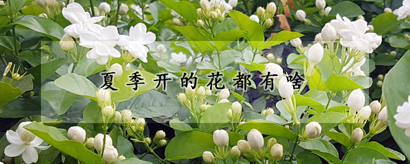 夏季开的花都有啥