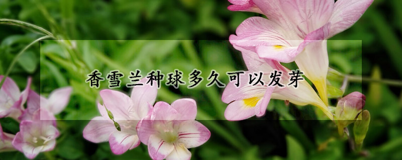 香雪兰种球多久可以发芽