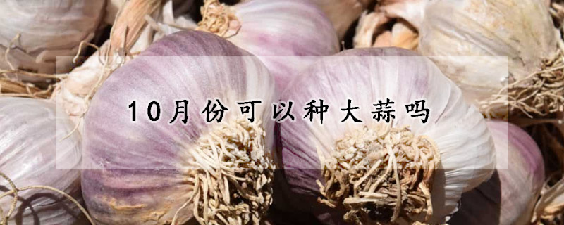 10月份可以种大蒜吗