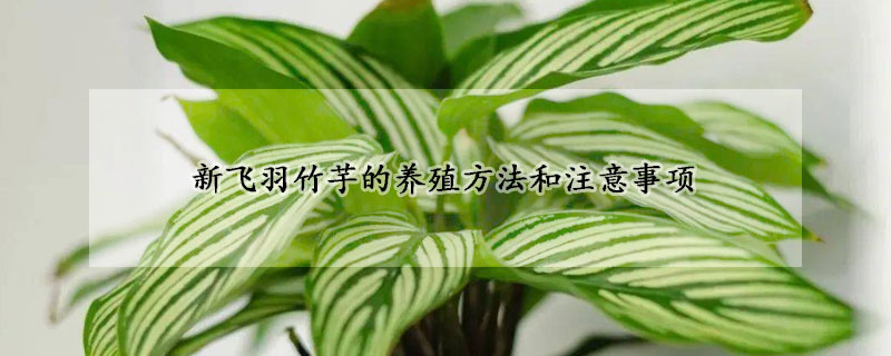 新飞羽竹芋的养殖方法和注意事项