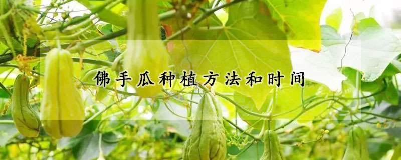 佛手瓜种植方法和时间