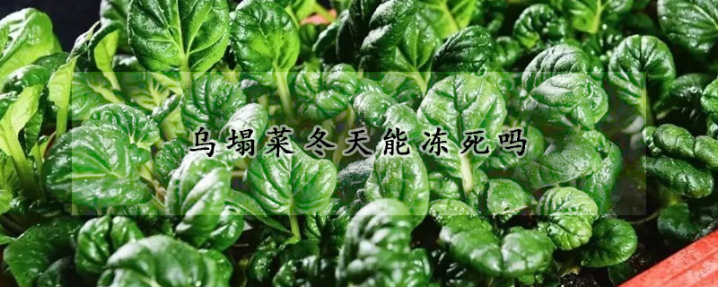 乌塌菜冬天能冻死吗