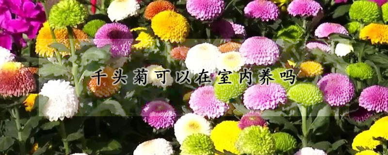 千头菊可以在室内养吗