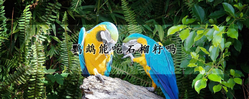 鹦鹉能吃石榴籽吗