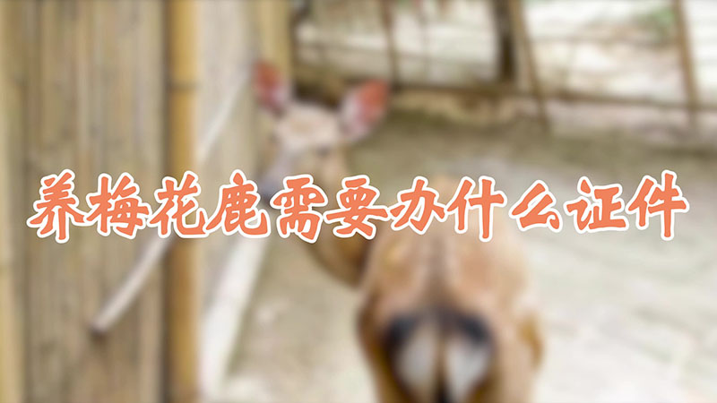 养梅花鹿需要办什么证件