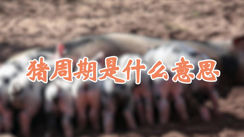 猪周期是什么意思