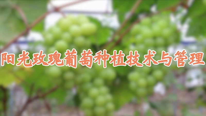 阳光玫瑰葡萄种植技术与管理视频教程