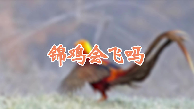 锦鸡会飞吗