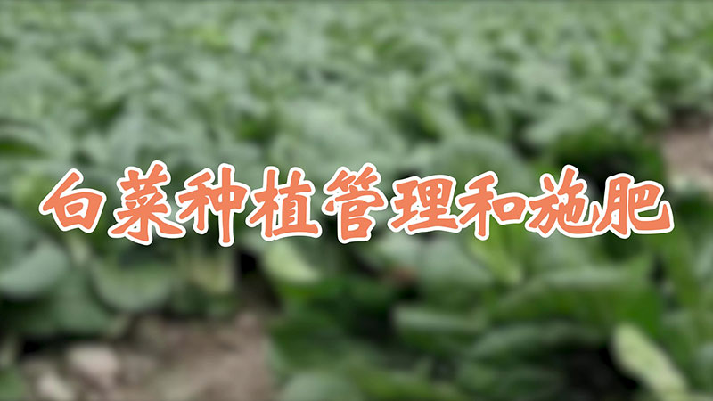 白菜种植管理和施肥