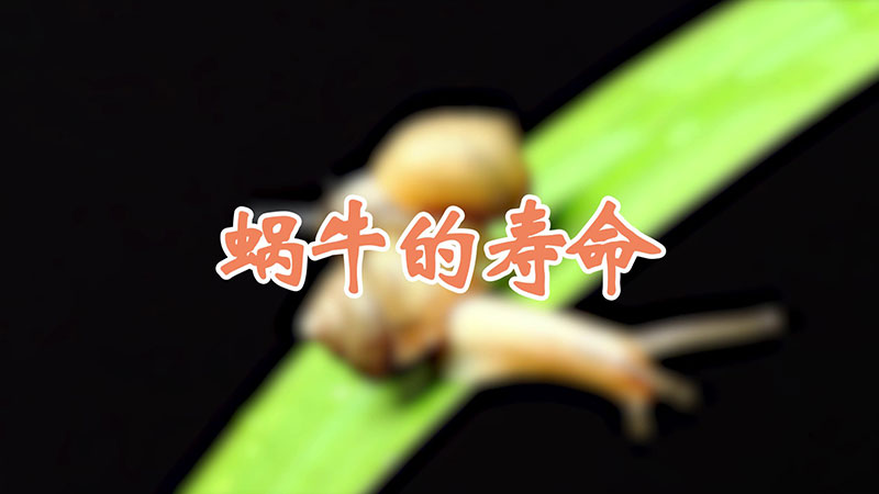 蜗牛的寿命