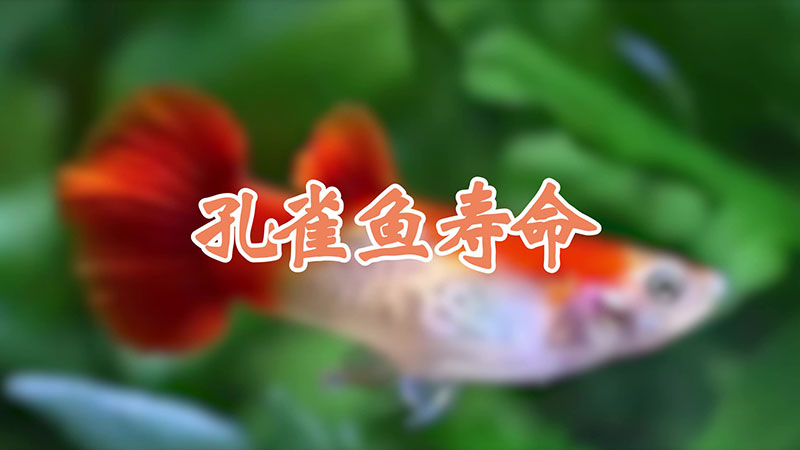 孔雀鱼寿命