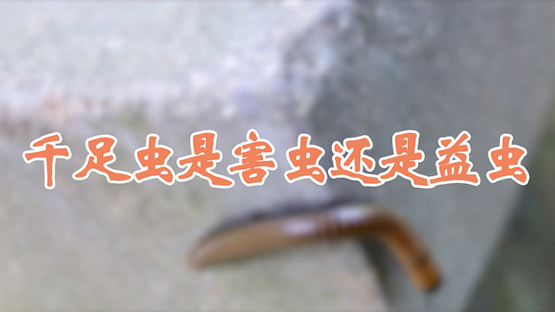 千足虫是害虫还是益虫