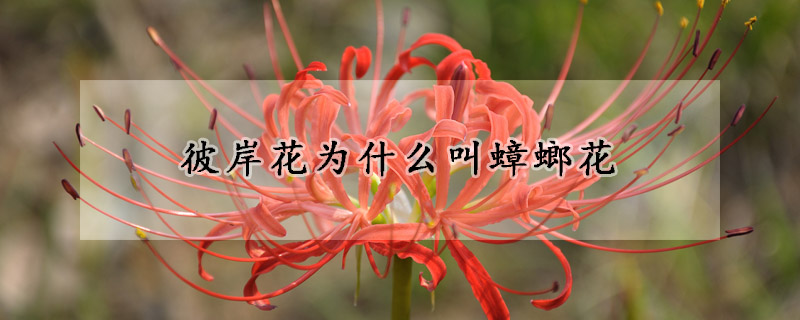 彼岸花为什么叫蟑螂花