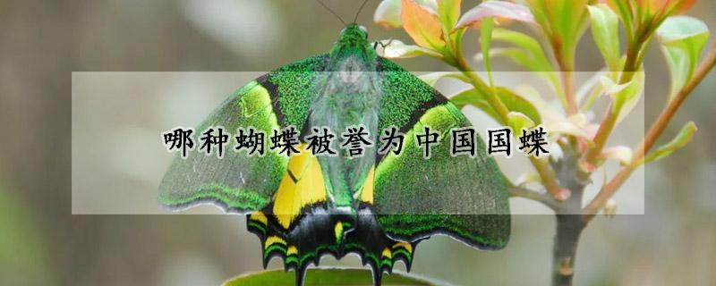 哪种蝴蝶被誉为中国国蝶
