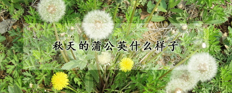 秋天的蒲公英什么样子