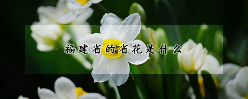 福建省的省花是什么