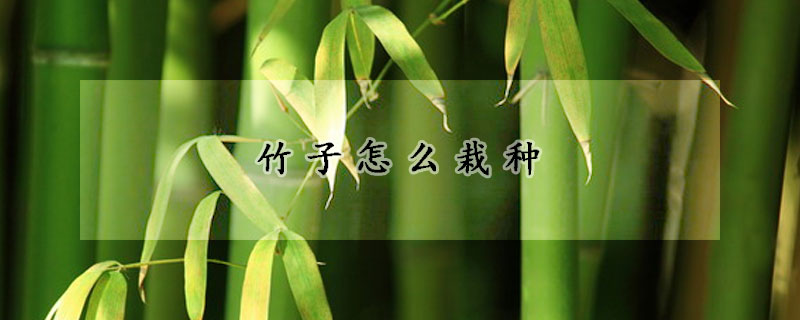 竹子怎么栽种