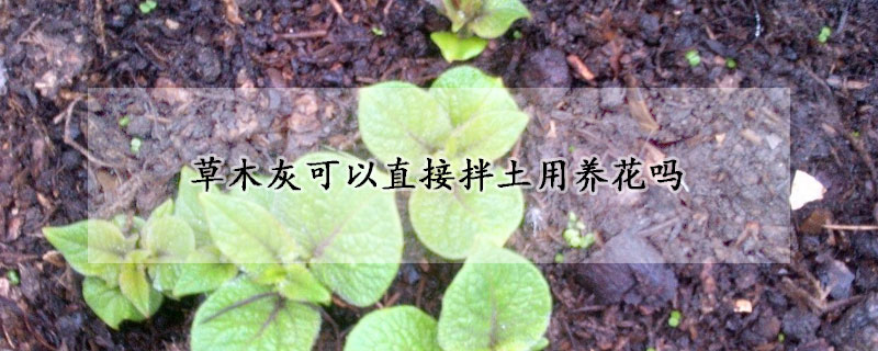 草木灰可以直接拌土用养花吗