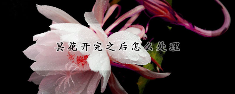 昙花开完之后怎么处理