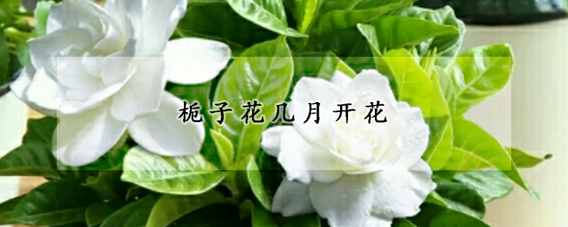 栀子花几月开花