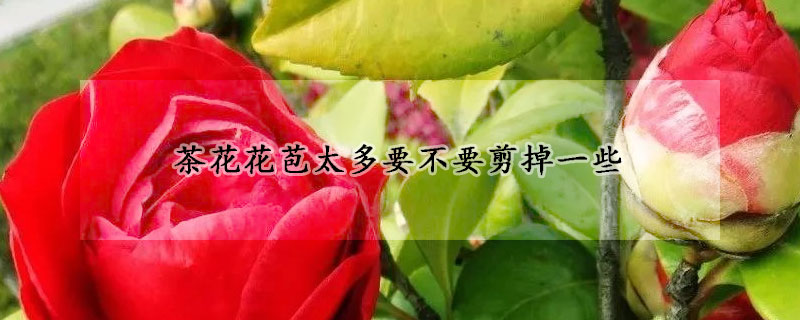 茶花花苞太多要不要剪掉一些