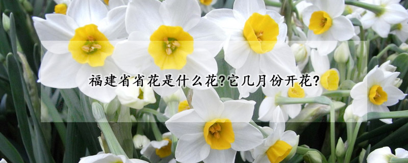 福建省省花是什么花?它几月份开花?