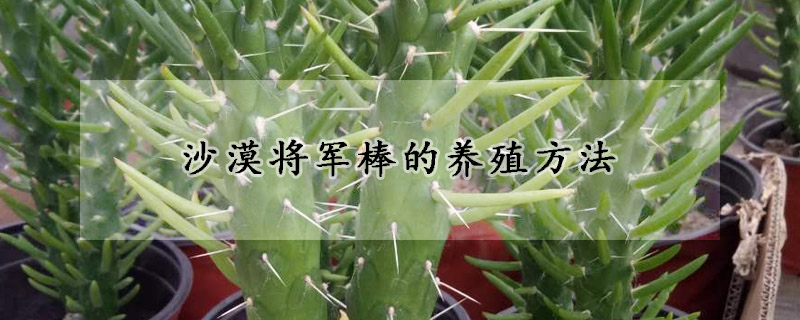 沙漠将军棒的养殖方法
