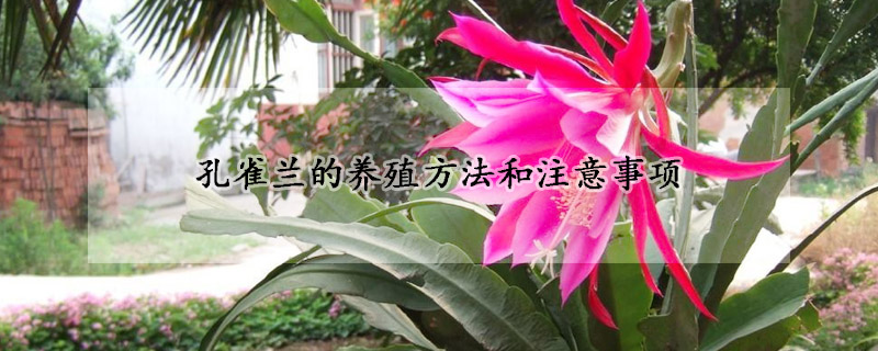孔雀兰的养殖方法和注意事项