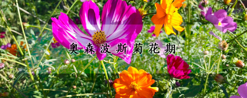 奥森波斯菊花期