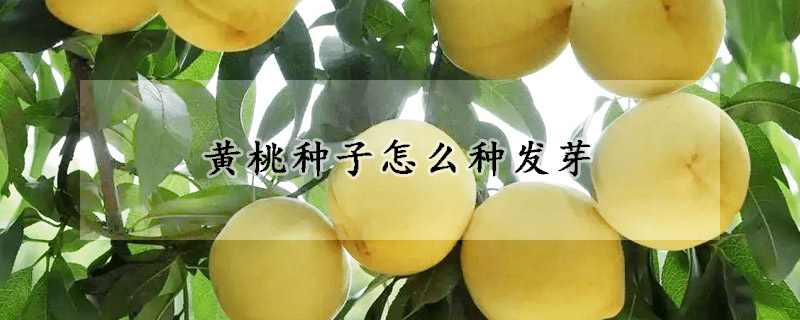 黄桃种子怎么种发芽