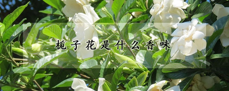 栀子花是什么香味