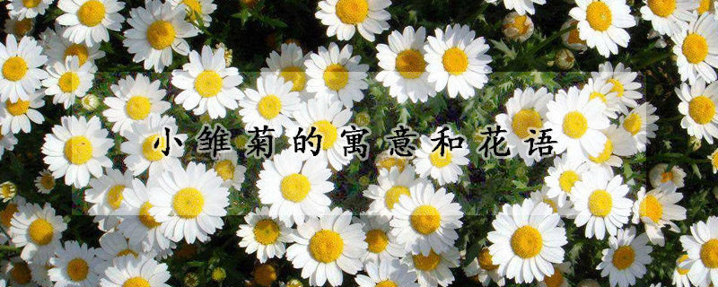 小雏菊的寓意和花语