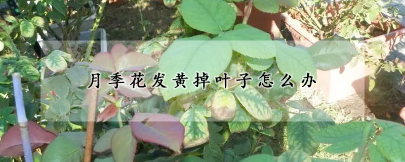 月季花发黄掉叶子怎么办