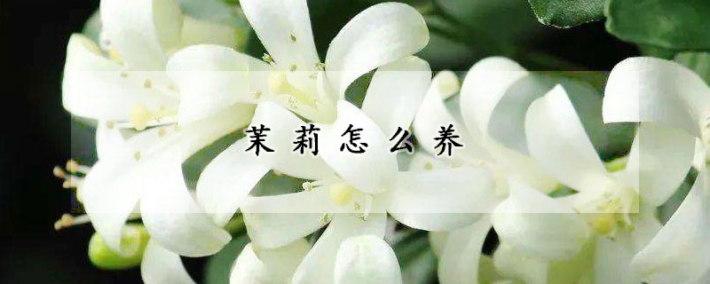 茉莉怎么养