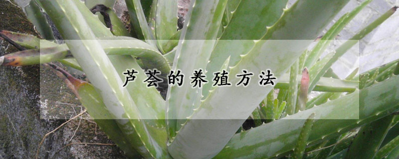 芦荟的养殖方法