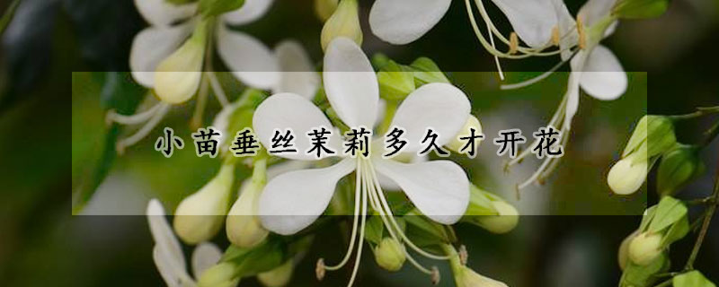 小苗垂丝茉莉多久才开花